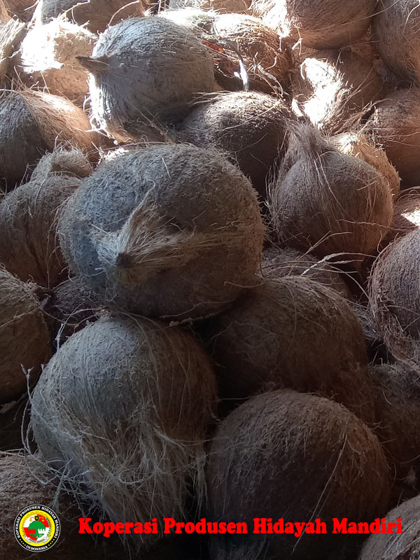 Kelapa KPHM 2